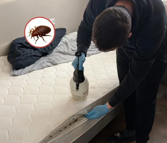 Technicien traitant un matelas contre les punaises de lit à Les Ormes-sur-Voulzie